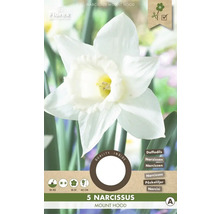 Paquet de 5 bulbes de narcisses Mount Hood