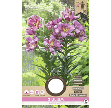 Lys Purple Lady, trois pièces, lis d''arbre