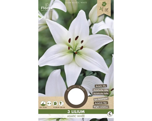 Blumenzwiebel Lilie 'Asiatic White' 3 Stück