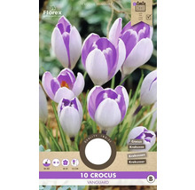 Paquet de 10 crocus de la variété Vanguard