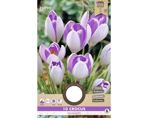 Bulbes de crocus 'Vanguard' 10 pièces