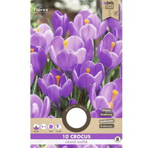 Paquet de dix bulbes de crocus de la variété Grand Maitre