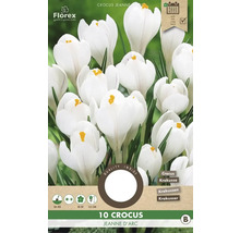 Paquet de dix bulbes de crocus Jeanne d''Arc