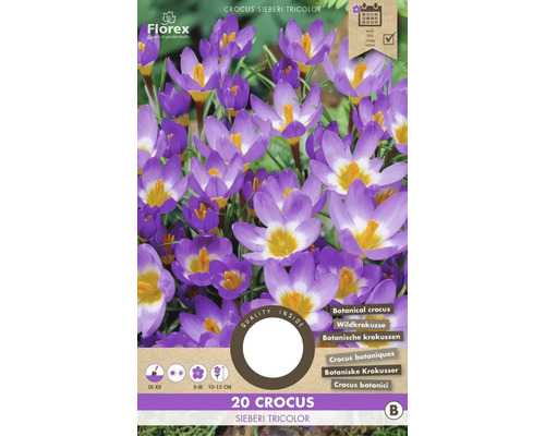 Bulbes de crocus 'Sieberi Tricolor' 20 pièces