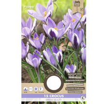 Crocus Spring Beauty, lot de 15 pièces