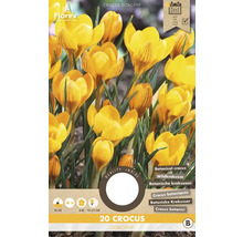 Paquet de 20 crocus de type Dorothy