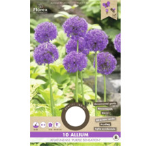 Bulbes d'ail d'ornement 'Purple Sensation' 10 pièces