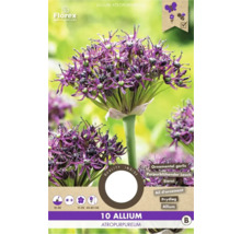 Paquet de 10 bulbes d''Allium atropurpureum