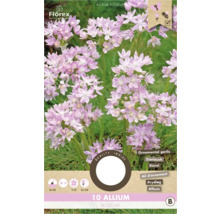 Paquet de 10 bulbes d''Allium Roseum
