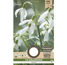 Verpackung Schneeglöckchen, botanisch Galanthus elwesii, mit Hinweisen zu Pflanzzeit und Eigenschaften
