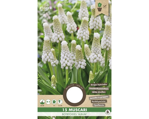 Bulbes de muscari 'Botryoides Album' 15 pièces