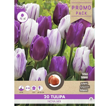 Lot de 20 bulbes de tulipes Nova Mix