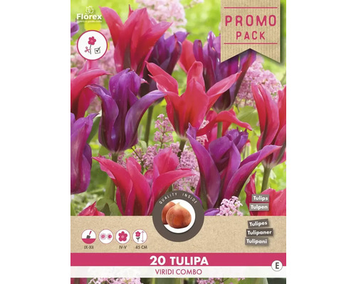 Verpackung mit 20 Tulpen Blumenzwiebeln der Sorte Viridi Combo