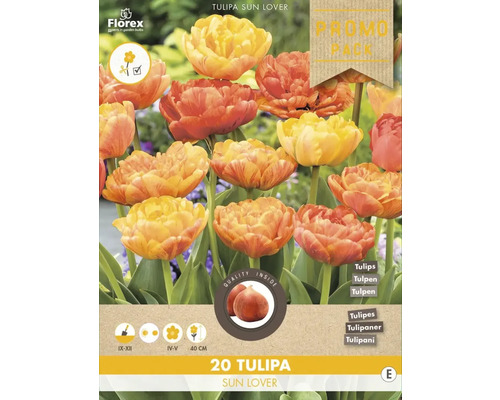 Packung Tulipa Sun Lover Blumenzwiebeln