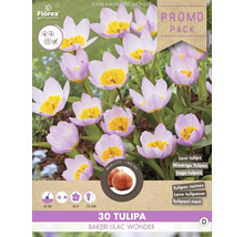 Paquet de tulipes Bakeri Lilac Wonder, 30 pièces