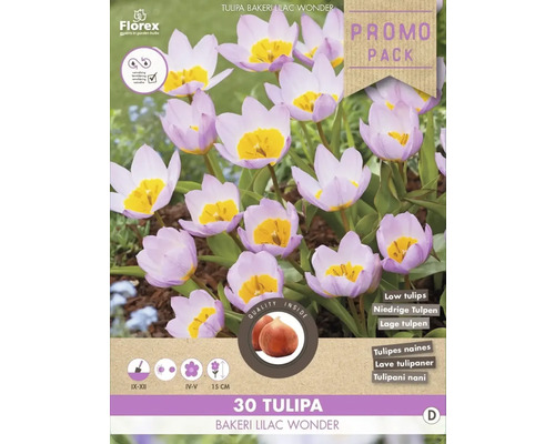 Paquet de tulipes Bakeri Lilac Wonder, 30 pièces