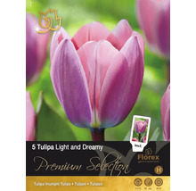 Verpackung mit 5 Tulipa Light and Dreamy Tulpenzwiebeln