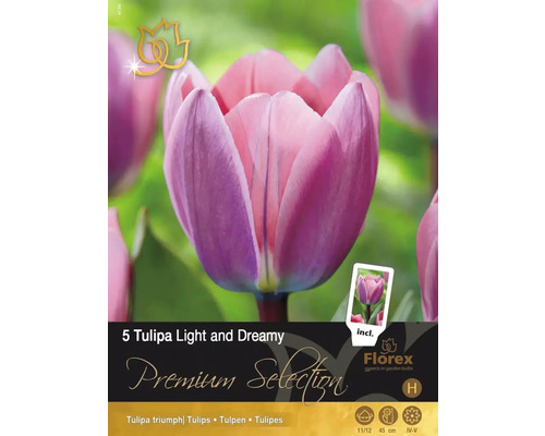 Verpackung mit 5 Tulipa Light and Dreamy Tulpenzwiebeln