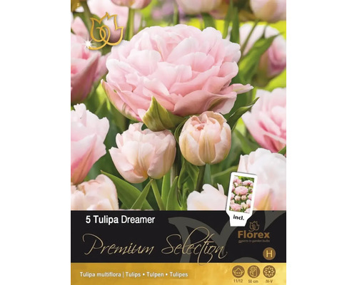 Packung mit 5 Tulipa Dreamer Blumenzwiebeln