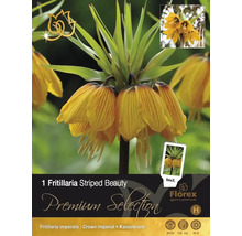 Paquet d''un bulbe de Fritillaria Striped Beauty