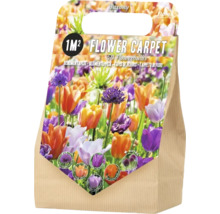 Blumenzwiebelmischung für einen Quadratmeter Fläche, 50 Stück