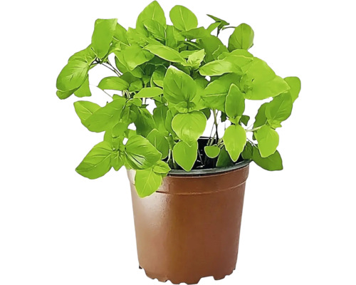 Plant de basilic en pot
