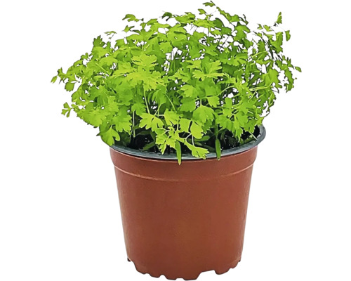 Persil en pot