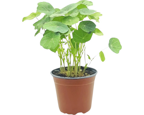 Kapuzinerkresse im Topf