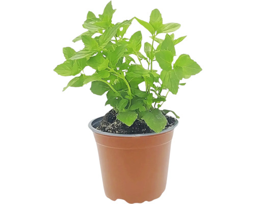 Menthe en pot pour le jardin