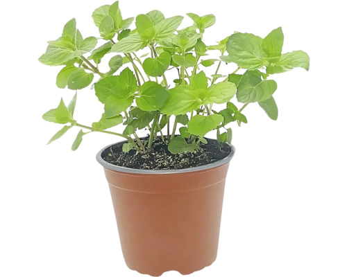 Menthe en pot