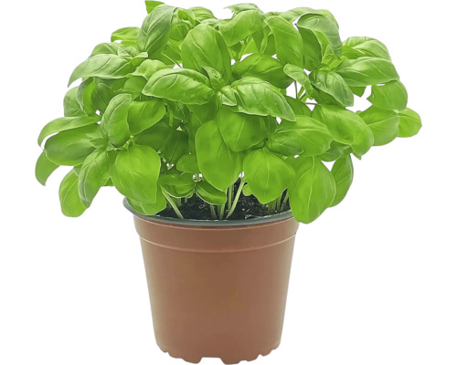 Plante de basilic en pot