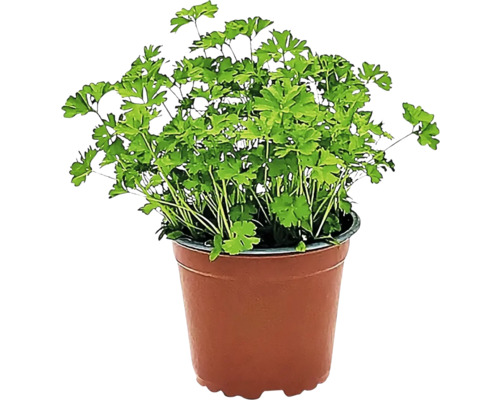 Persil en pot