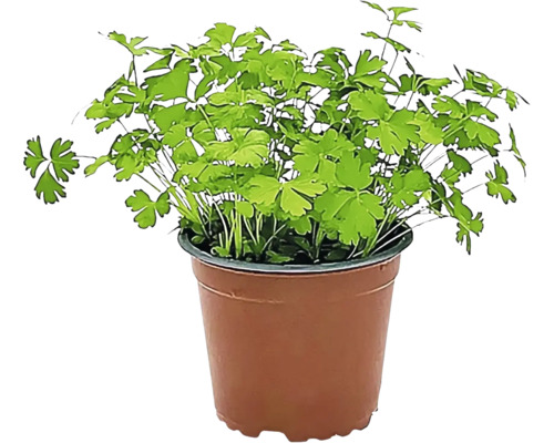 Cerfeuil dans un pot