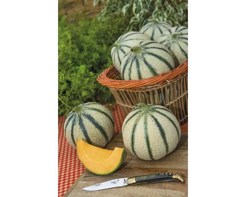 Melon charantais pour balcon 'Perseus' F1 Ø pot 12 cm