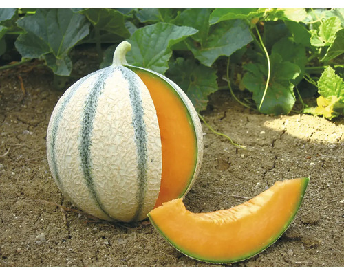 Melon 'Anasta' F1 Ø pot 12 cm brodé