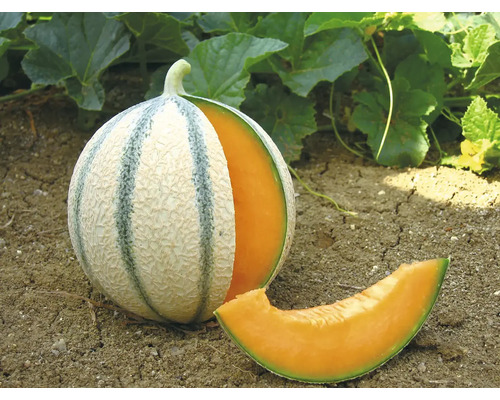 Melon 'Anasta' F1 Ø pot 12 cm brodé Melon 'Anasta' F1 Ø pot 12 cm brodé
