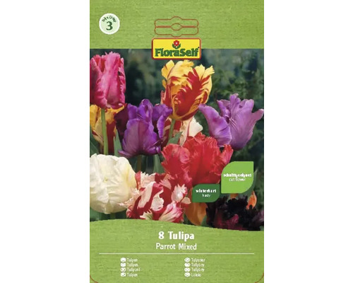 Verpackung mit 8 gemischten Papagei-Tulpen