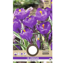 Emballage de 10 crocus de la variété Flower Record
