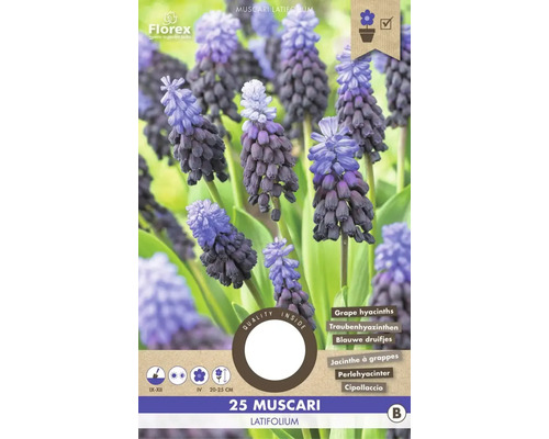 Bulbes de muscari 'Latifolium' 25 pièces