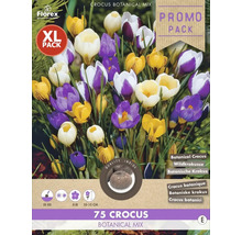 Florex Crocus Botanical Mix Pack XL avec 75 crocus