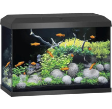 Aquarium avec poissons, plantes et pierres