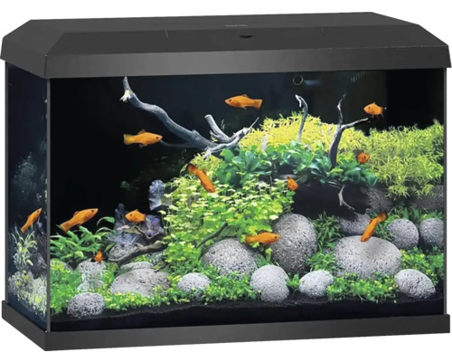 Aquarium avec poissons, plantes et pierres