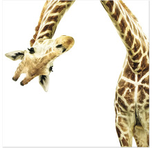Nahaufnahme einer Giraffe
