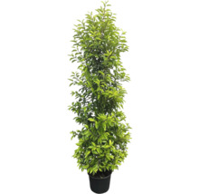 Lorbeerbaum im Topf