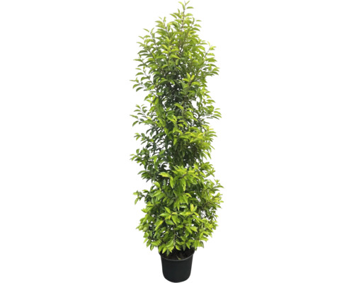 Lorbeerbaum im Topf