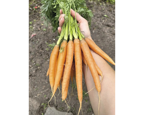 Une main tient un bouquet de carottes avec leurs fanes.