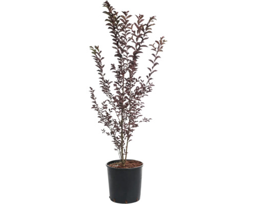 Lilas de Toscane feuilles rouges mix FloraSelf Lagerstroemia indica H 60-80 cm Co 9 L, 35 ans FloraSelf édition anniversaire