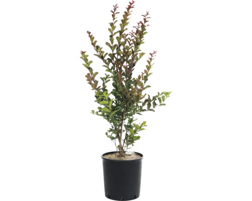 Lilas de Toscane mix FloraSelf Lagerstroemia indica H 60-80 cm Co 9 L, 35 ans FloraSelf édition anniversaire