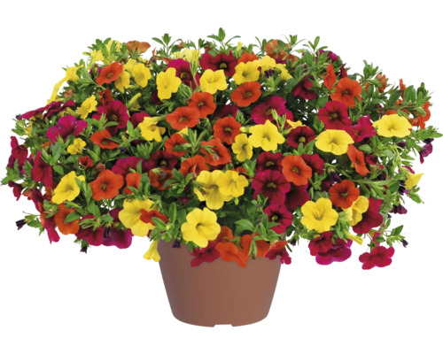 Mini-pétunia FloraSelf Calibrachoa 'Trio Hot Fire' pot Ø 12 cm