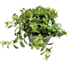 Plante d''intérieur Poivre d''eau en pot